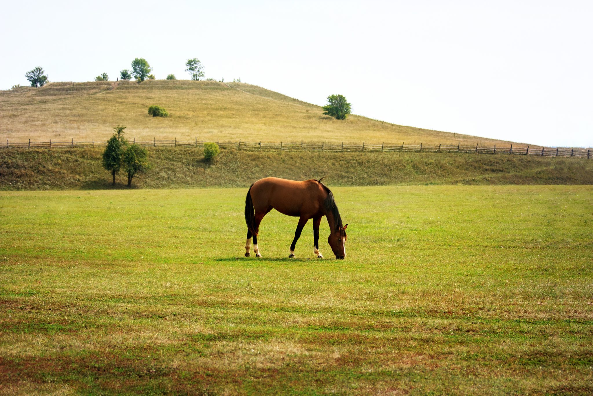One brown horse grazing on green summer field