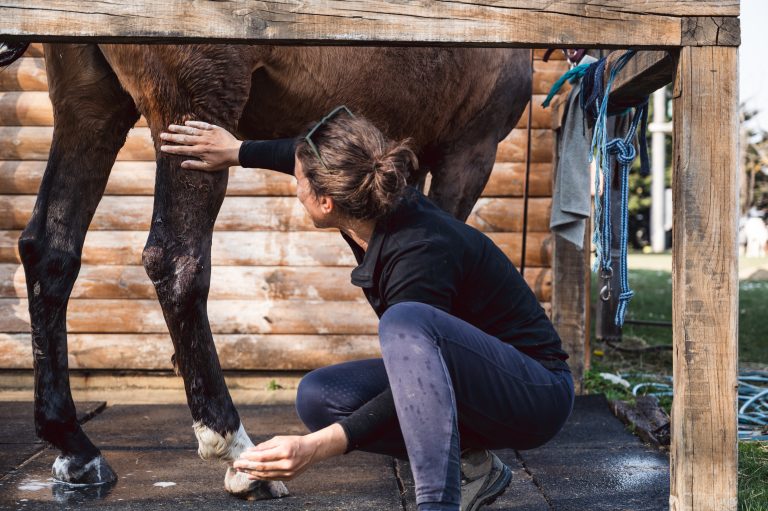 Woman taking care of brown horse leg