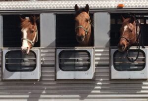 Three horses looking out of the side of a slant-load trailer