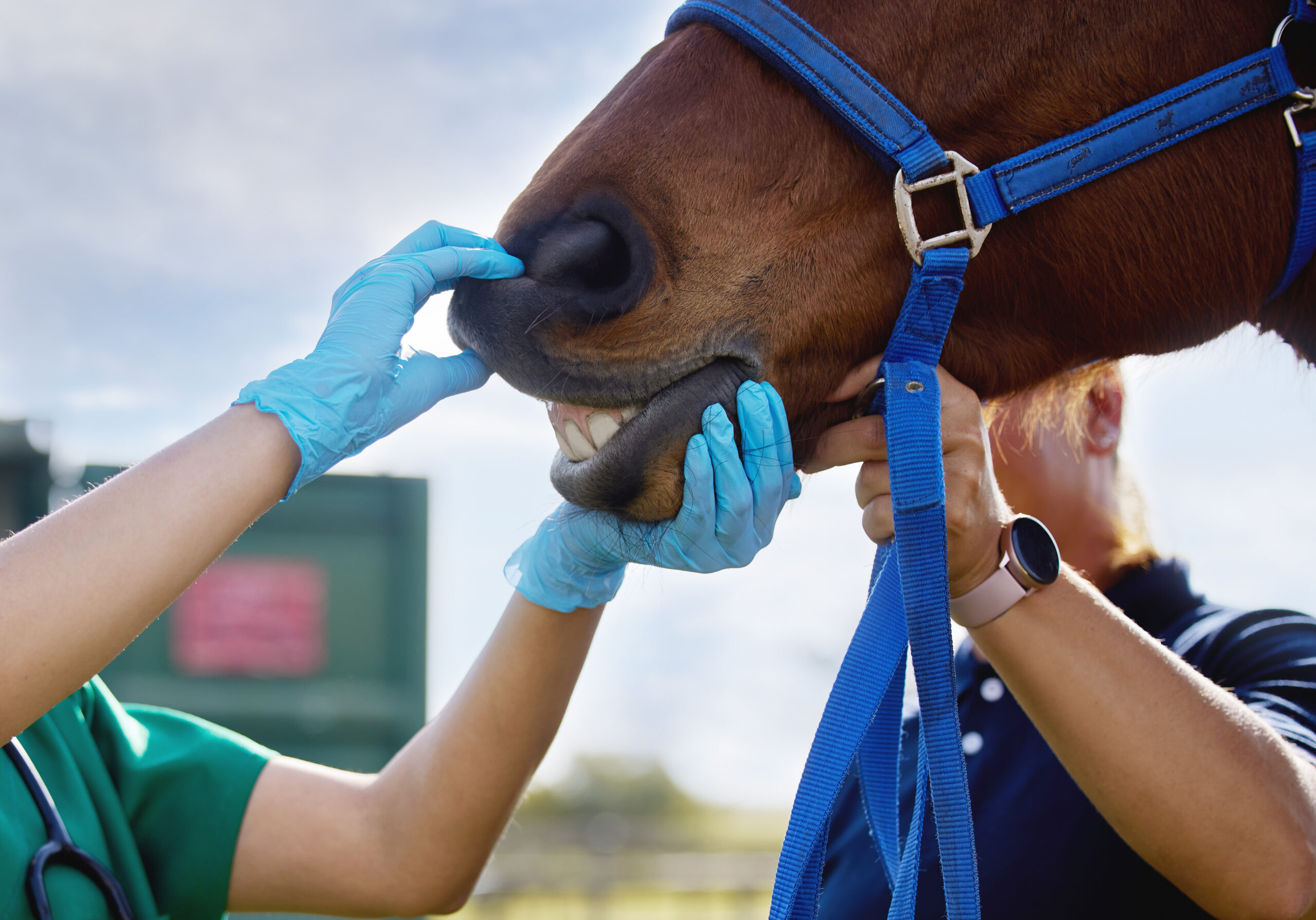 Vet, hand and horse with mouth outdoor for dental examination, teeth hygiene and gum health of healthcare