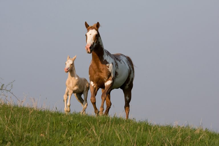 Mare with nice foal running