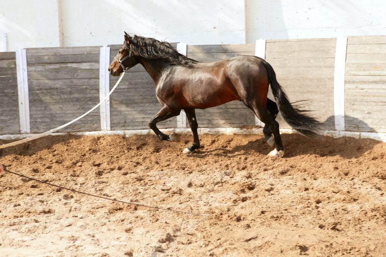 Dressage horse in round arenas with rope