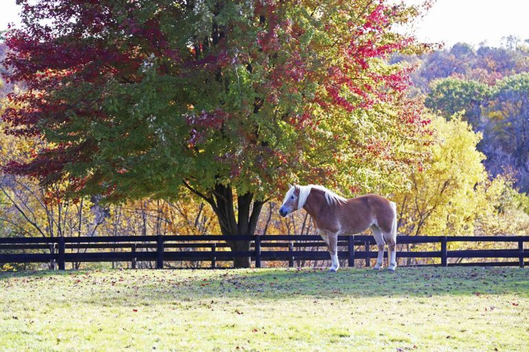 autumn colors tree horse in pasture
