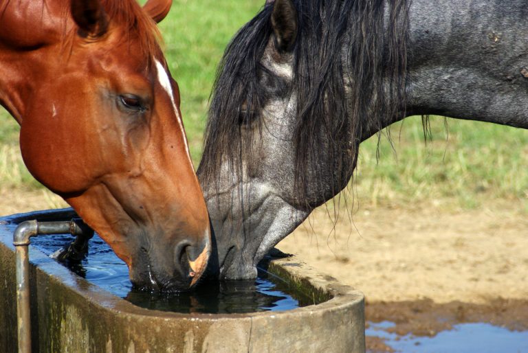 Two drinking horses on a warm summer day