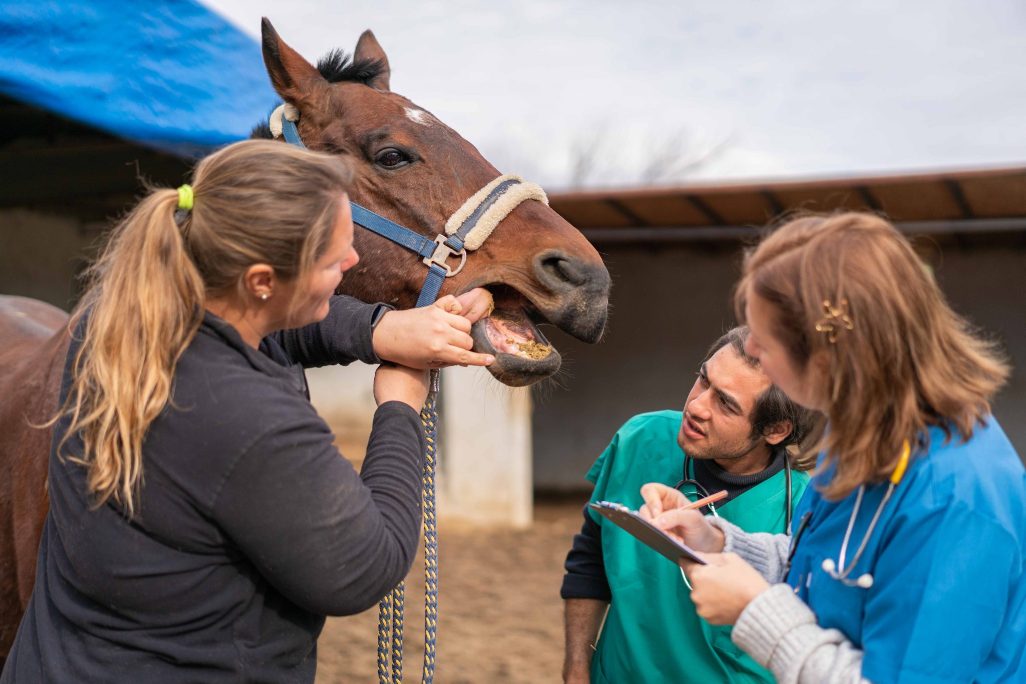 Female Veterinarian and Assistant talking with Horse Owner about horse's teeth and oral care