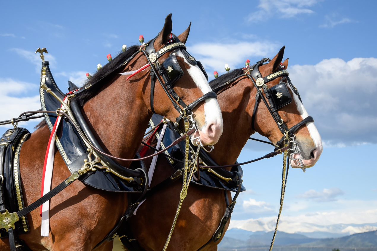 Clydesdales - St. Louis Cardinals Opening Day - Pinterest