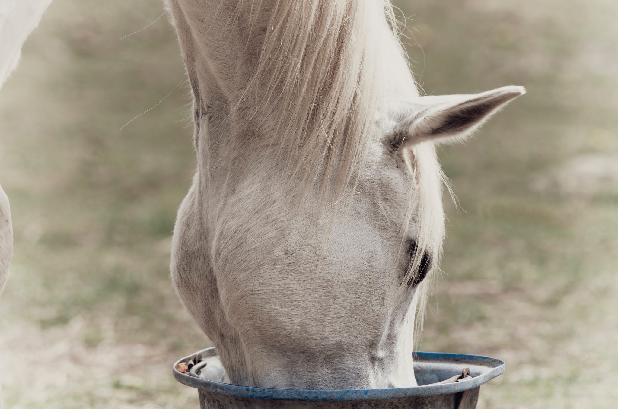 White horse eating a meal from a bucket