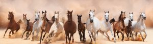 A group of all-breed horses galloping toward the camera