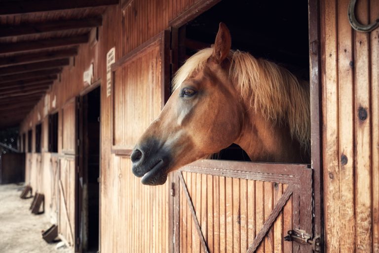 Headshot portrait of a horse in a barn