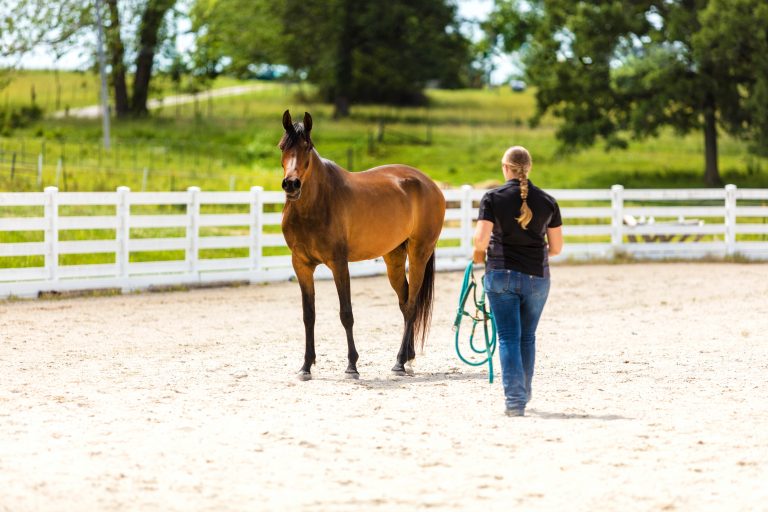 Arabian Horse Ranch with Trainer Training Horses Photo Series