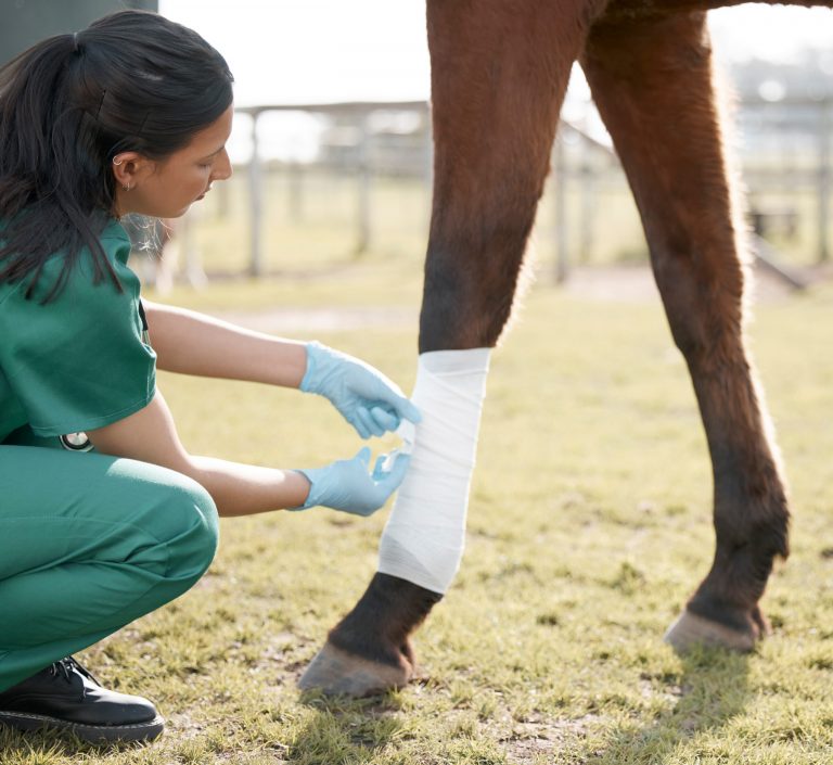 Shot of an unrecognisable veterinarian wrapping a bandage around a horse's leg on a farm