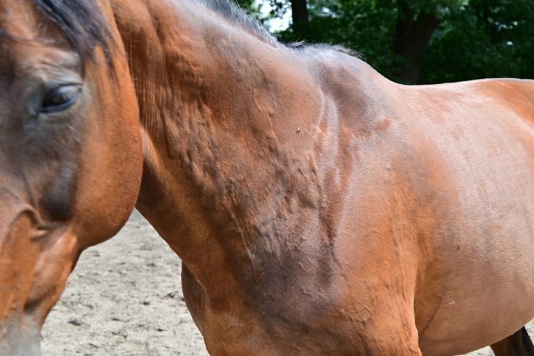 Hives or allergic wheels on a horses neck