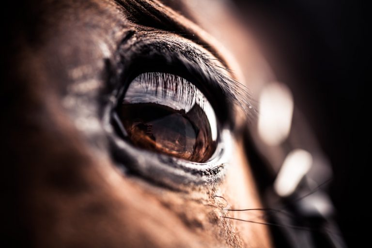 Close up of a bay horse's eye