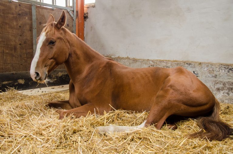 horse lying and sleeping in stable