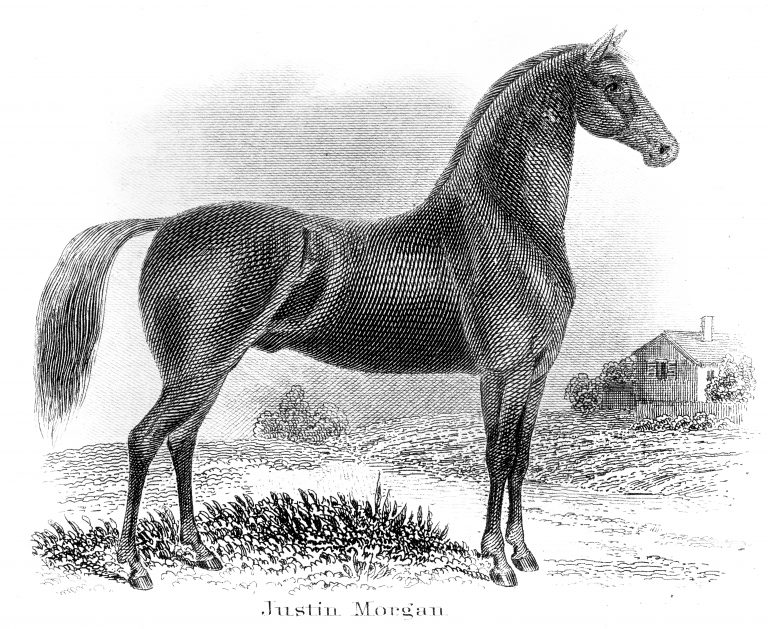 Justin Morgan horse engraving 1873