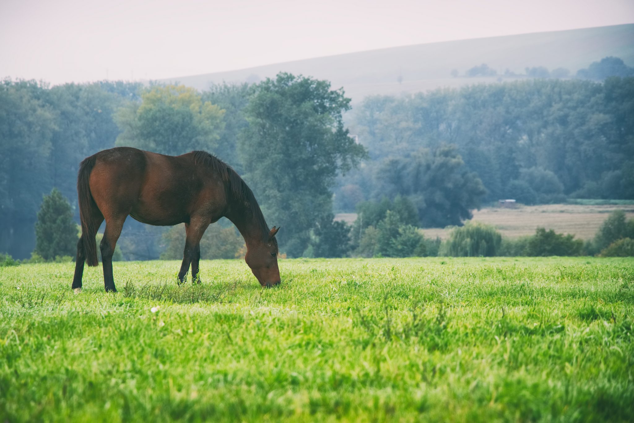Horse on grazing. English thoroughbred in the enclosure at farmland