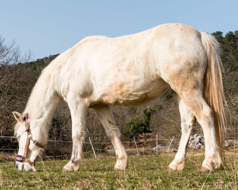 Playful White Welsh Pony Enjoy in  the Freedom of the Meadow in Winter