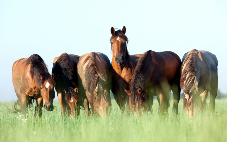 Group of horses grazing in a meadow