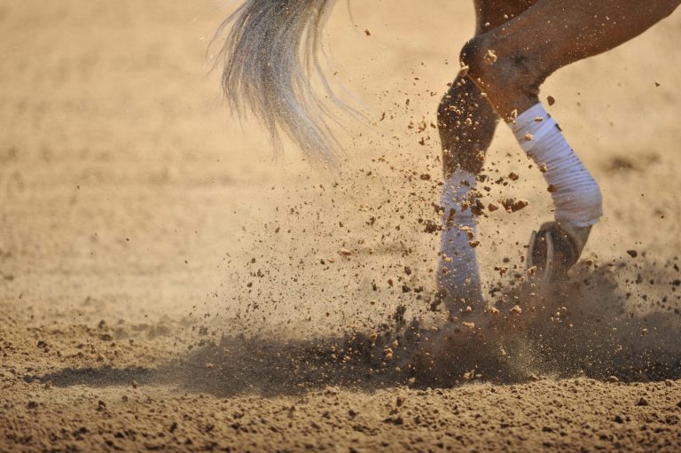 horse joints-hind legs