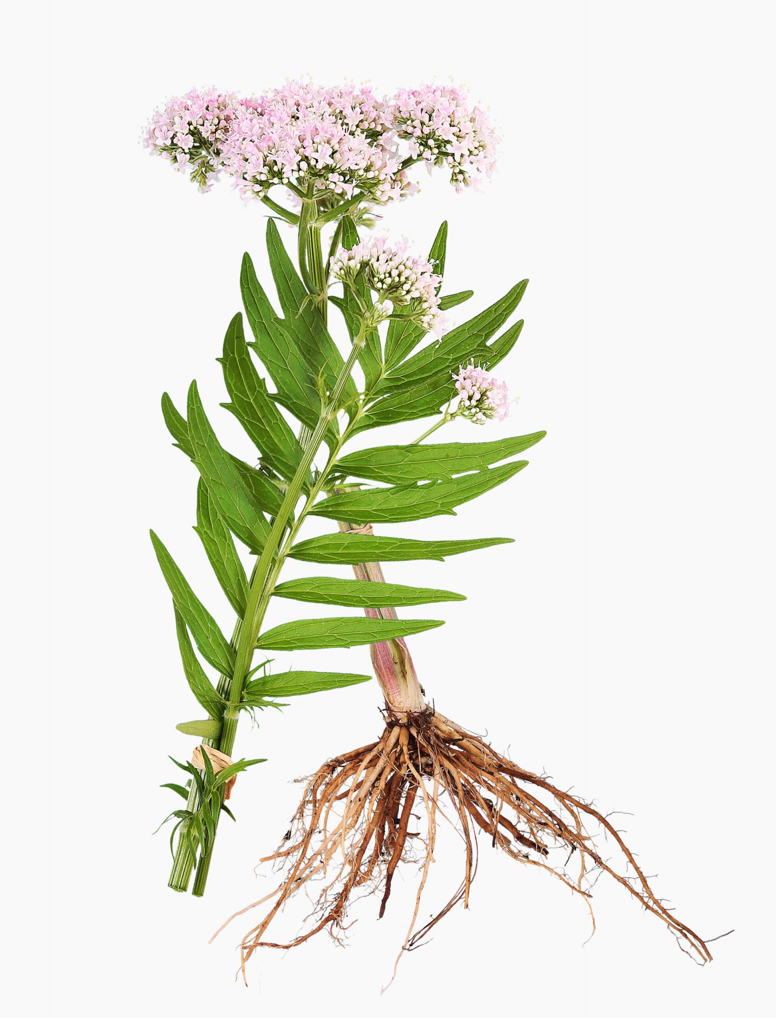 Valerian with root