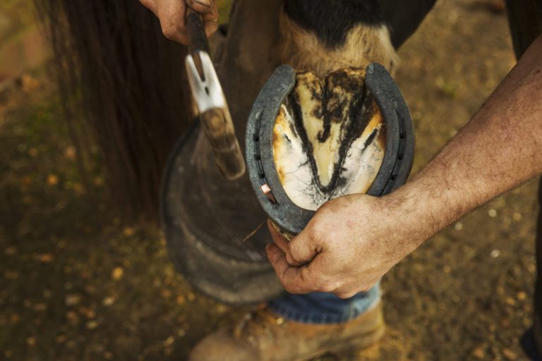 A farrier with a hammer fitting a new horseshoe