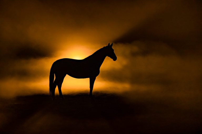 Horse silhouette on orange smokey back ground