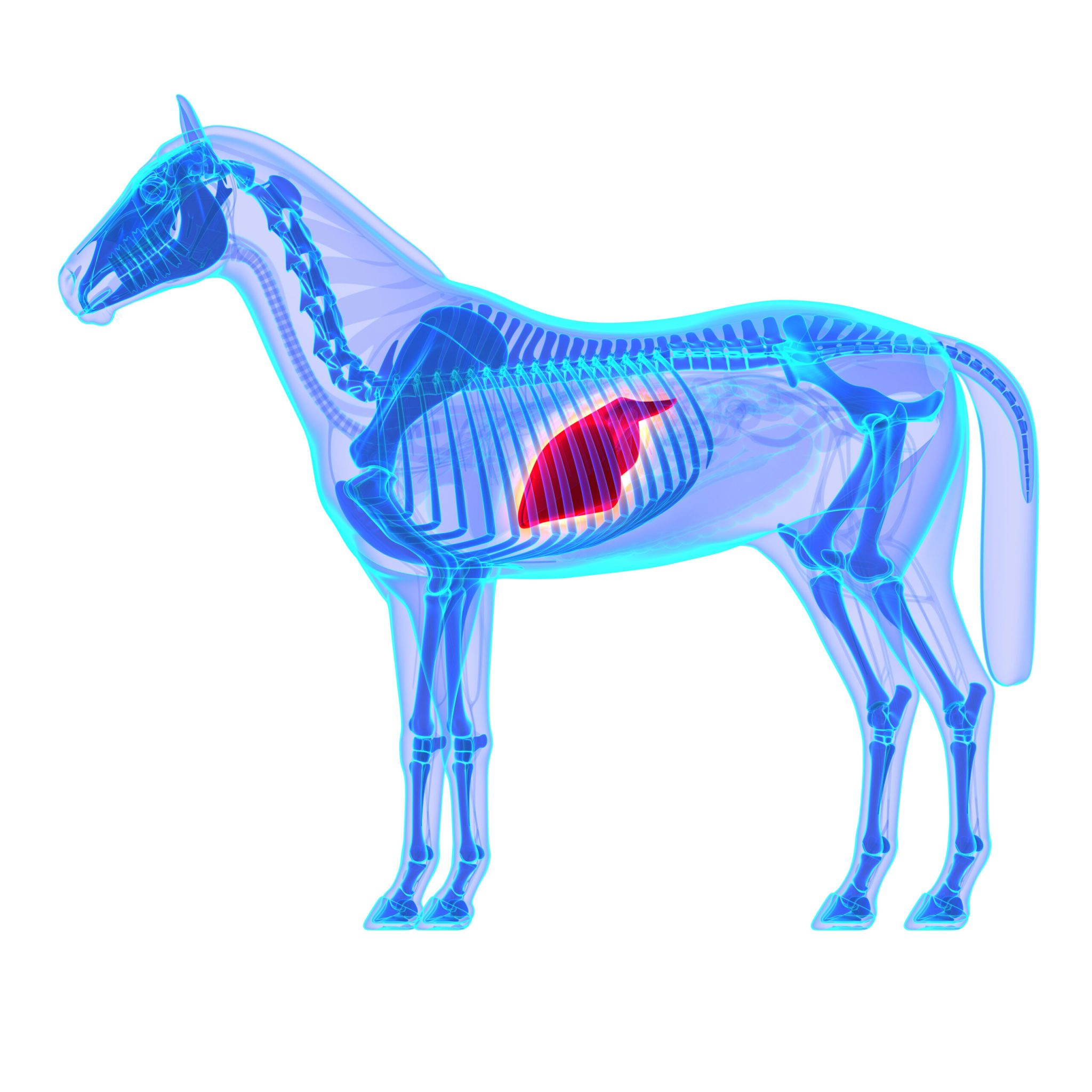 Horse Liver - Horse Equus Anatomy - isolated on white