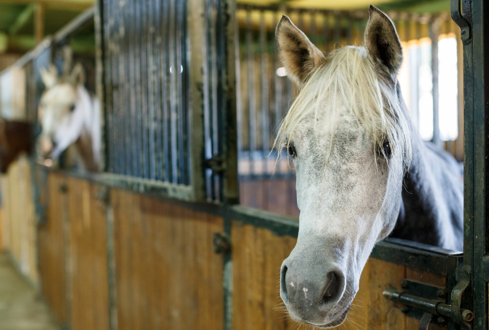Close up of  horses  at stable