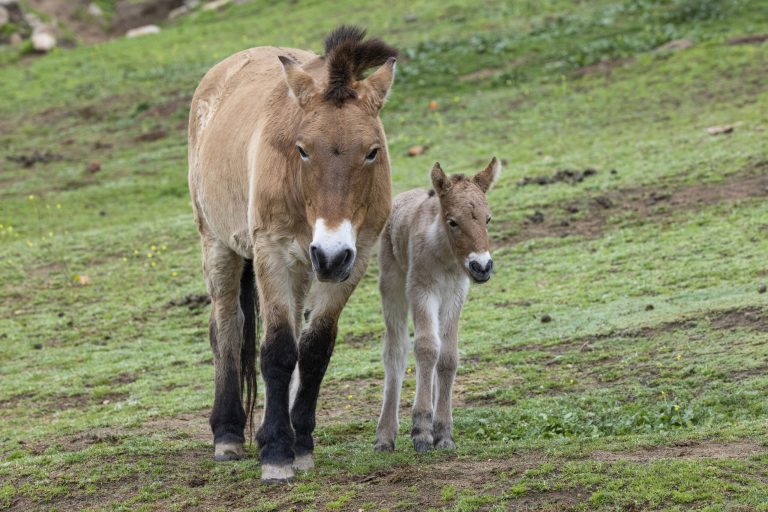 SAN DIEGO (Jan. 27, 2023) – Conservationists at the nonprofit San Diego Zoo Wildlife Alliance have announced the birth of a Przewalski’s horse —a critically endangered species of wild horse that was categorized as Extinct in the Wild until 1996