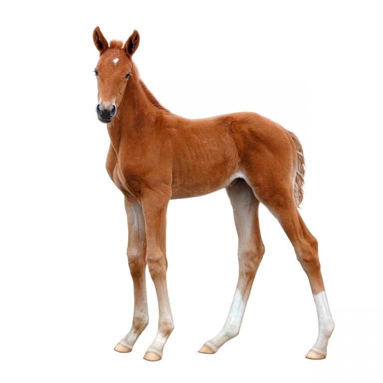 A foal, standing calmly and looking into the distance