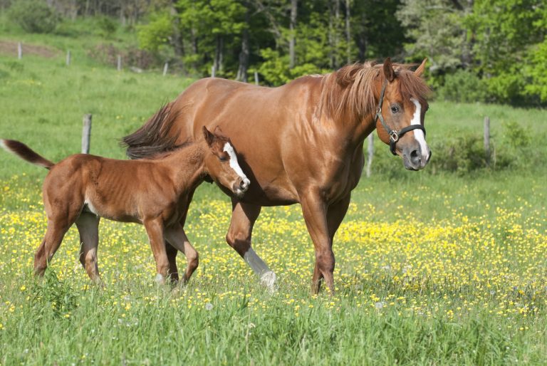 Horses in Spring Buttercup Field, Mare with Her Young Foal