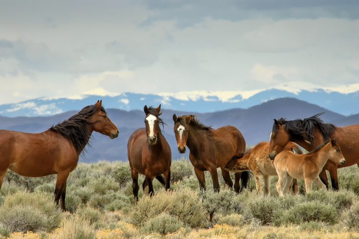 Wild Horse Herd - Colorado