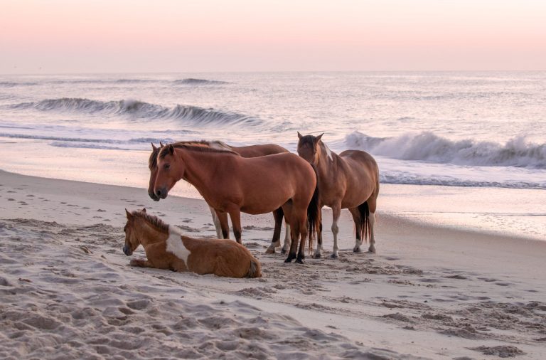 Feral horses on Assateague island by Aschen/iStock