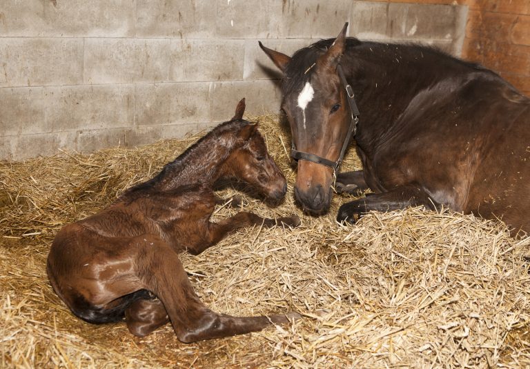 Getty photo of mare and foal used to plug Horse Health Tips video on predicting foaling