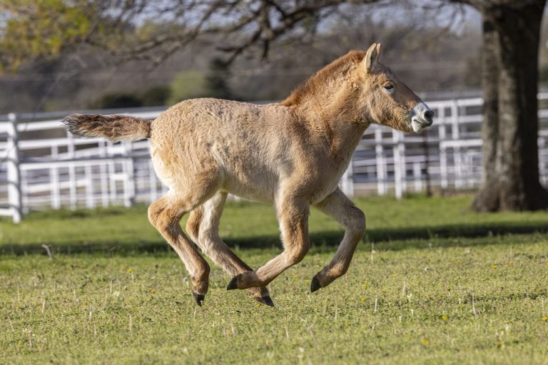 Image of second clones Przewalksi's Horse foal (c) by Jaimie Wells