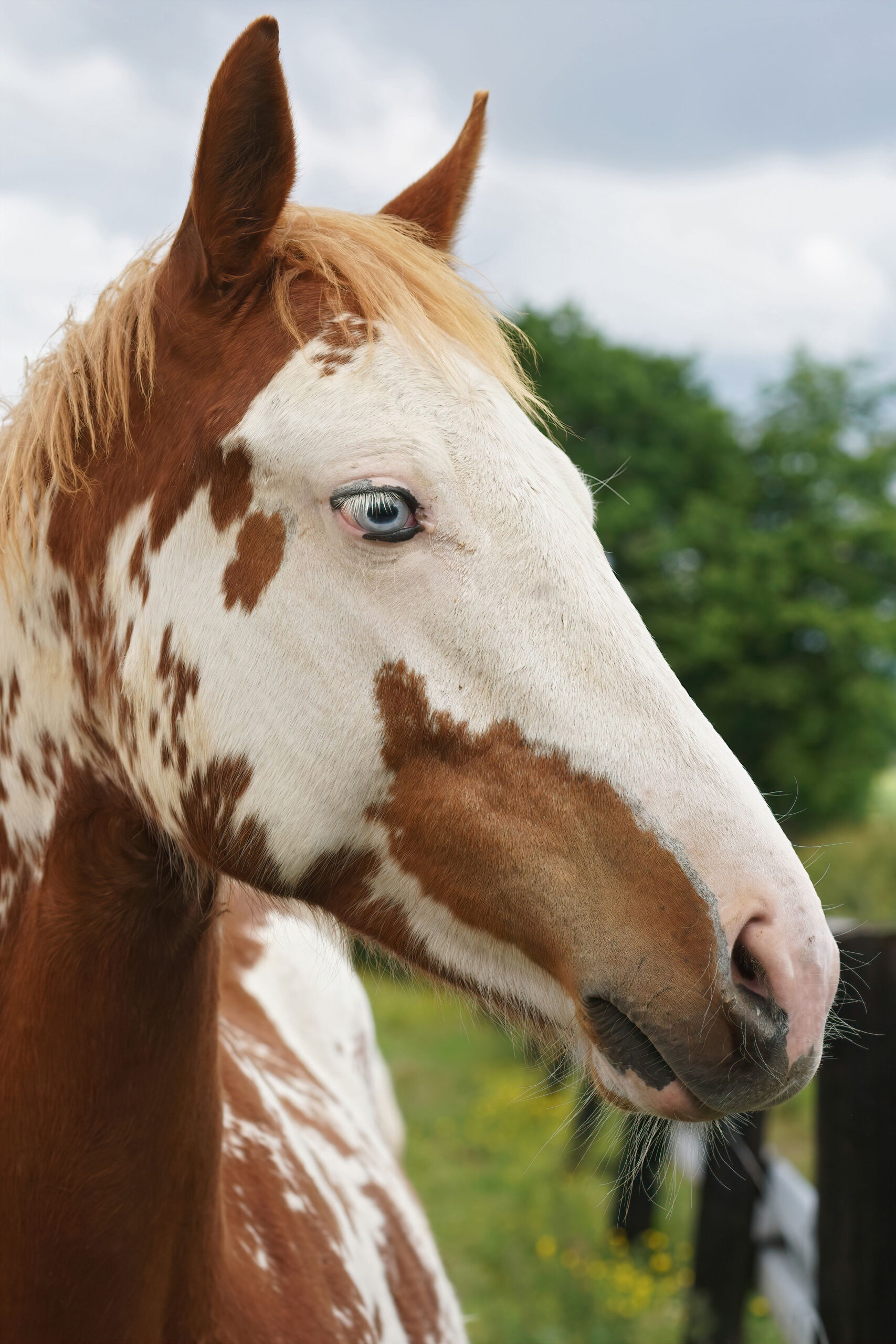 Vertical closeup on the head of a gorgeous blue-eyed, brown and white young riding horse