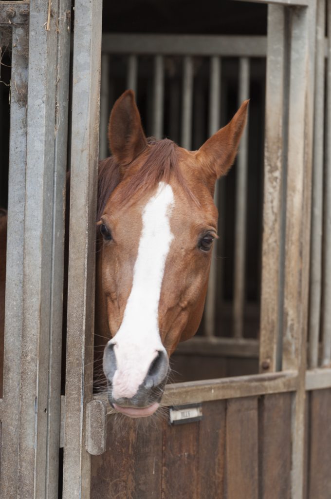 horse in stall