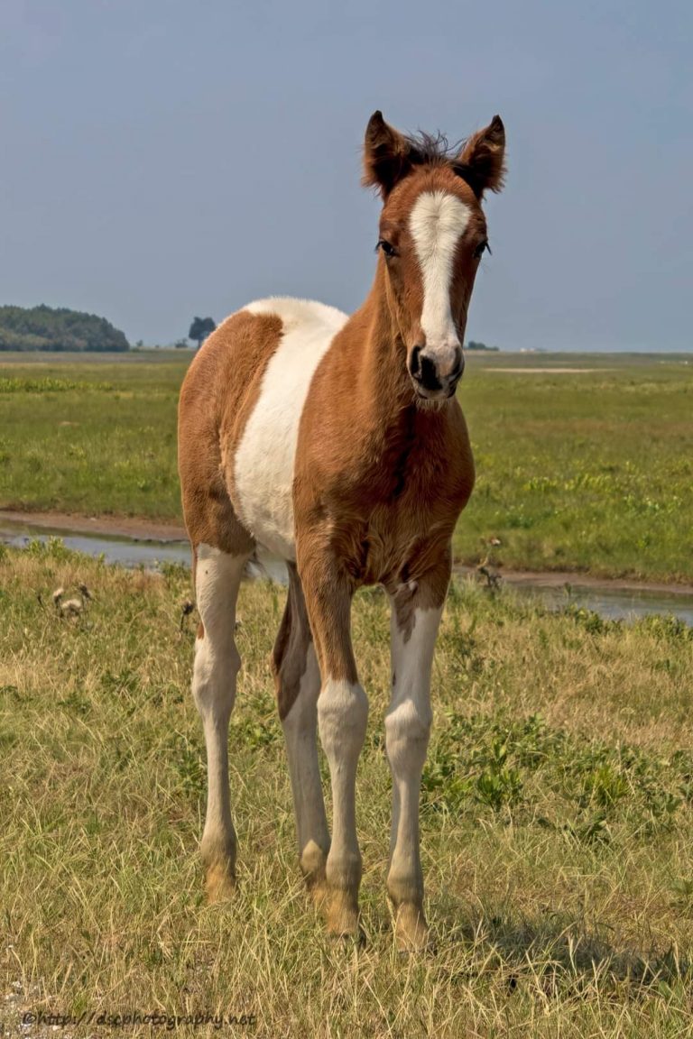 photo of bay pinto pony foal