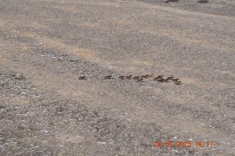 long distance shot of a herd of wild/feral horses on the move