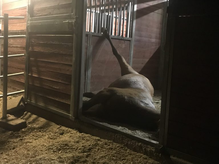 A horse with a hind leg trapped in stall bars