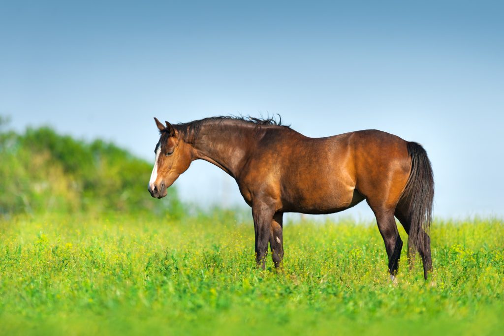 Armed with the truth, you can better identify misinformation you may come across online. Then you can do the best by your horse when mealtime rolls around.