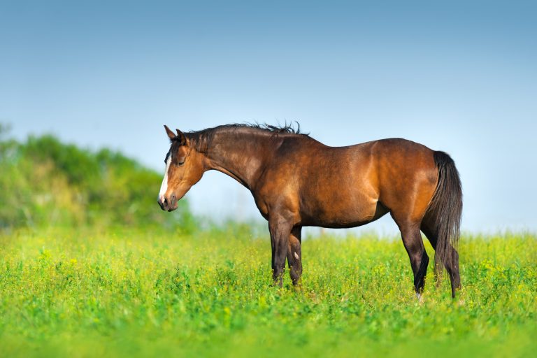 Bay horse standing on spring green pasture
