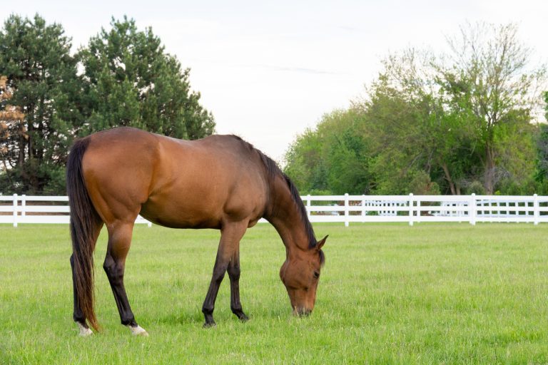 horse grazing on grass