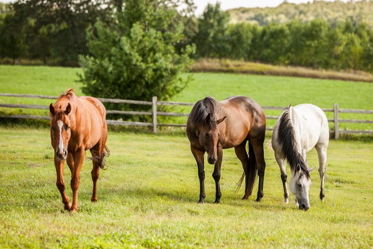 Three Thoroughbred Horses in a Pasture