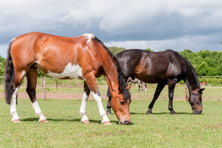 just grazing