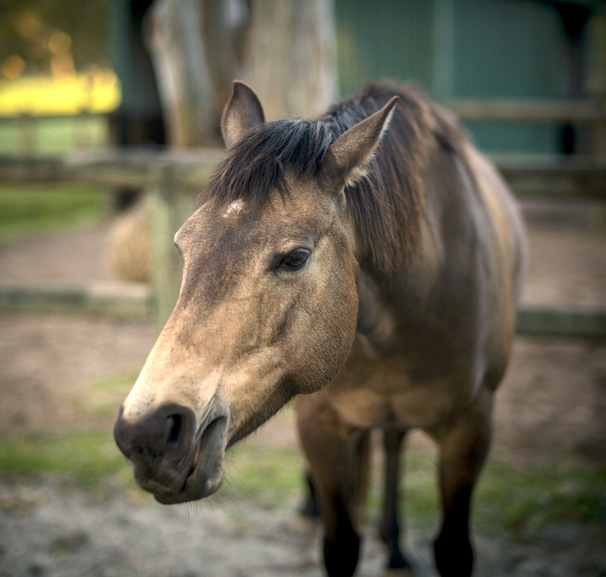 horse extending head and neck with mouth slightly open