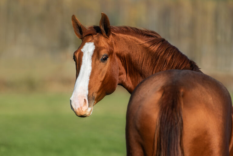 Portrait of red horse looking back. Don breed horse