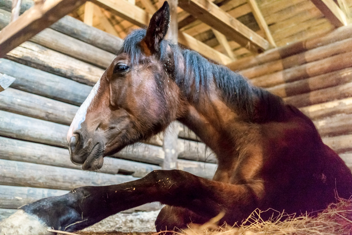 Bay horse getting up from lying down position in stall