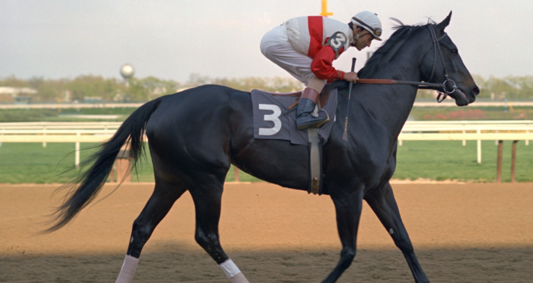 Dark racehorse being jogged by jockey in white and cherry red silks