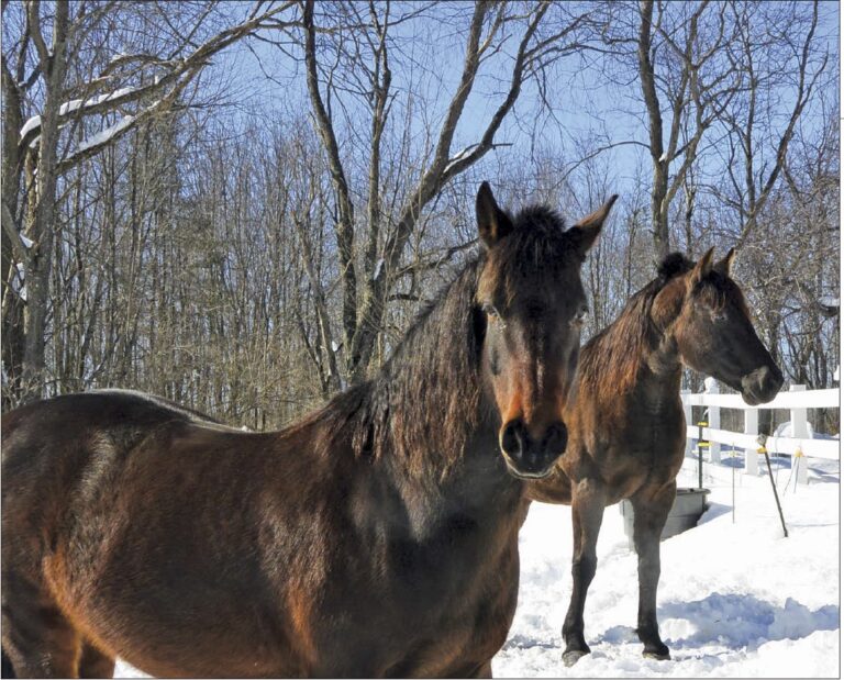 Tow dark brown/bay horses in snow-filled enclosure